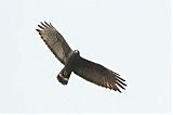 Zone-tailed Hawkborder=